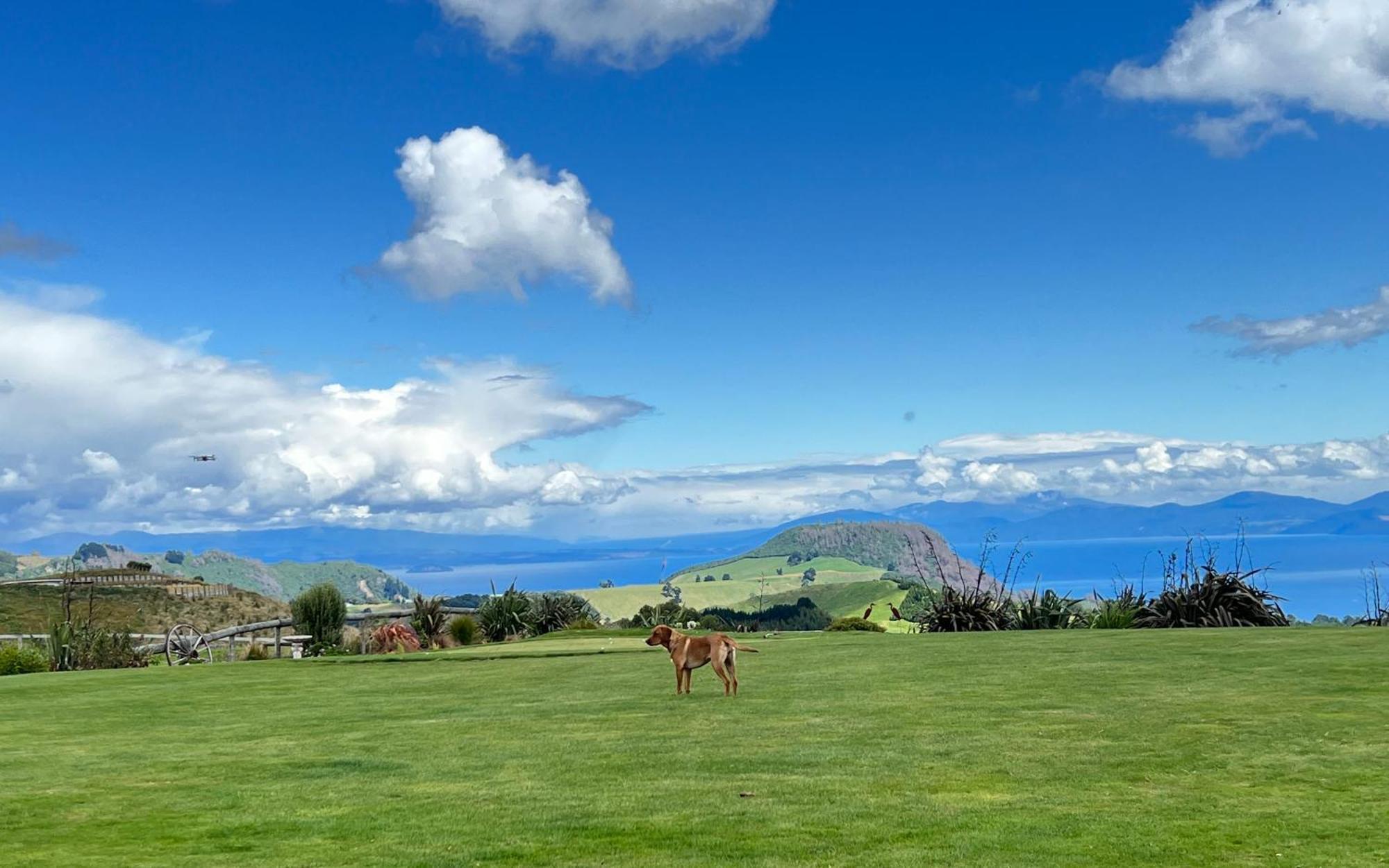 Hilltop Whakaipo Estate 타우포 호 외부 사진
